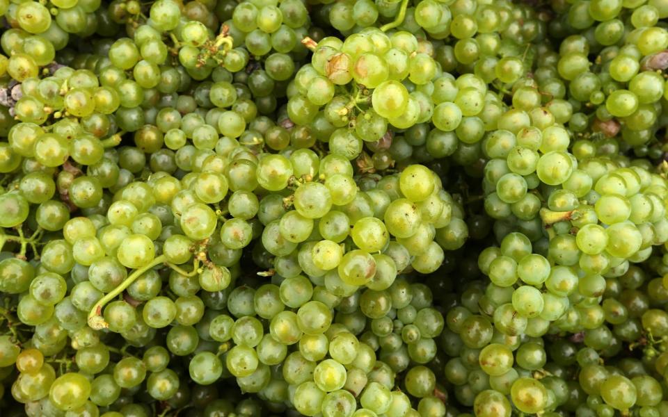 Green-skinned Chardonnay grapes are pictured in the vineyard of the Champagne house Pommery-Vranken during the grape harvest on August 30, 2017 in Reims.  - AFP
