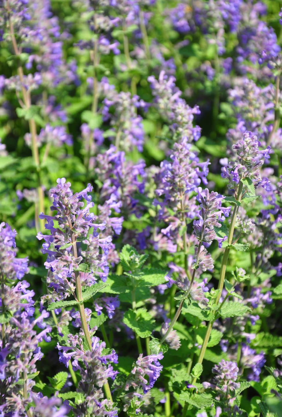 catmint