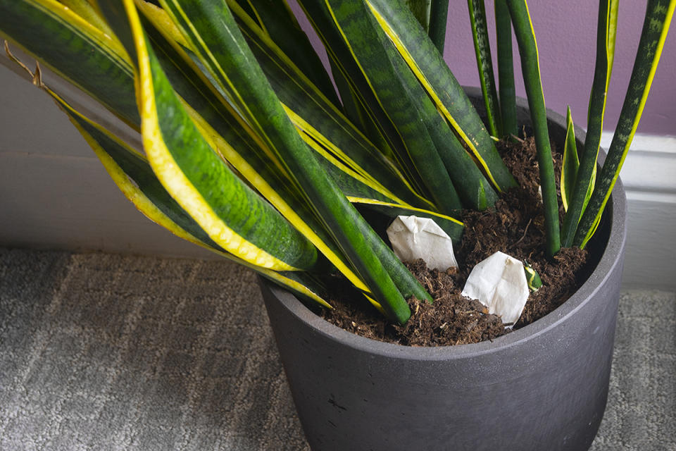 plant with tea bags in the soil