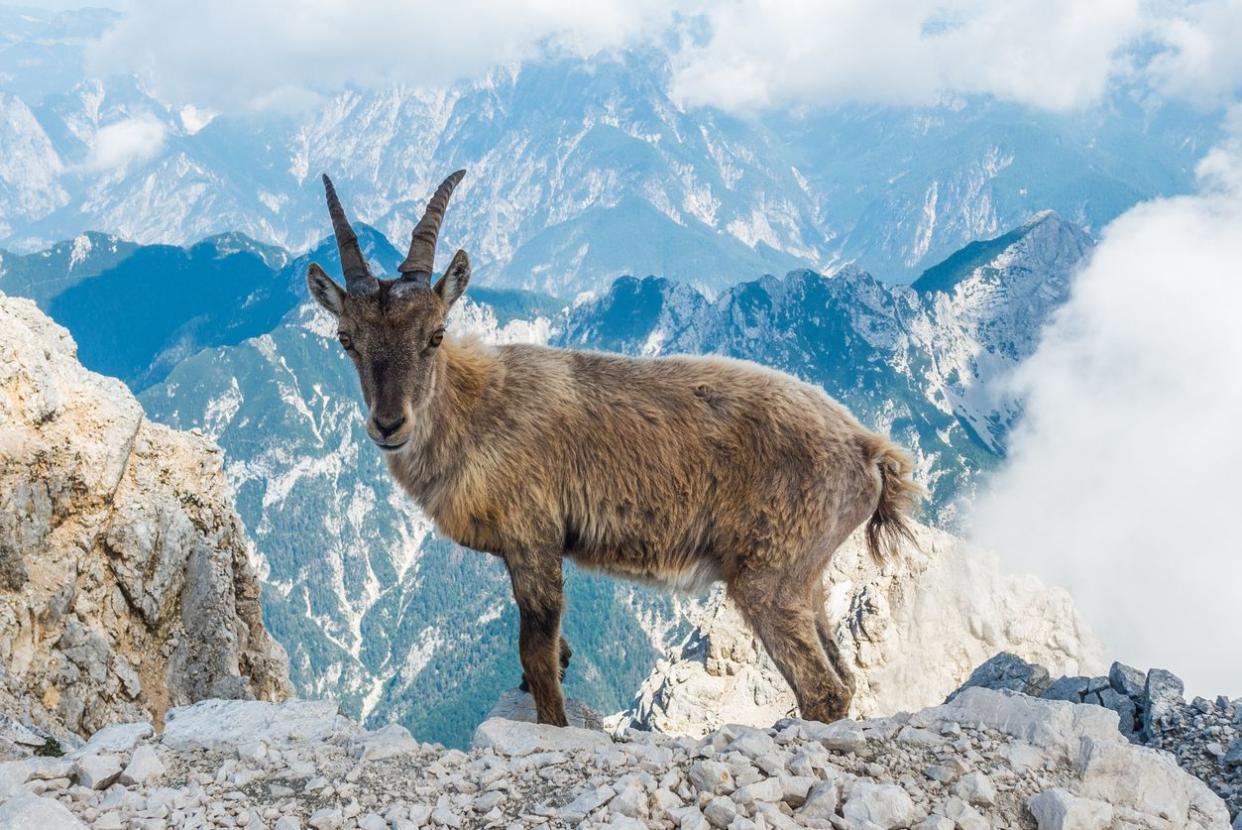 Fabrizio Palombieri / iStock