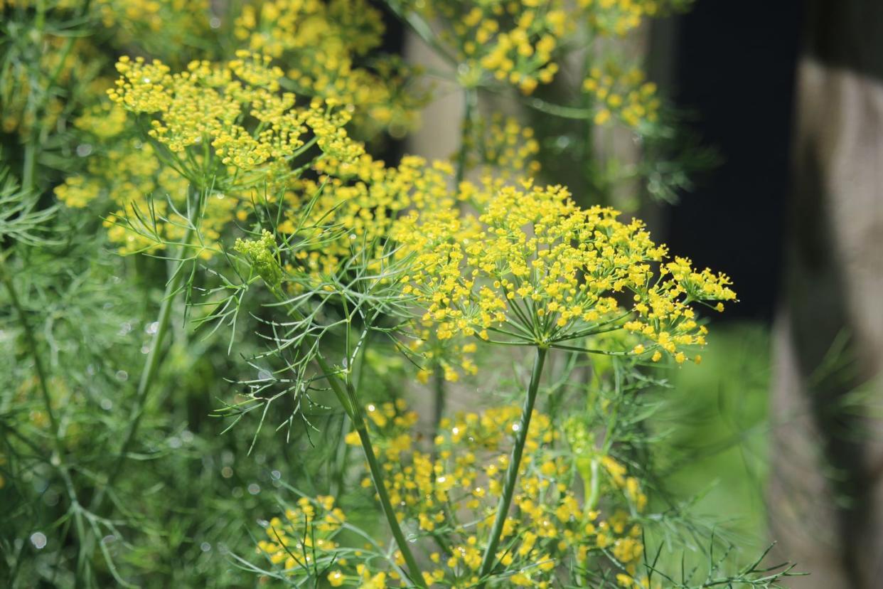 plants that repel bugs dill