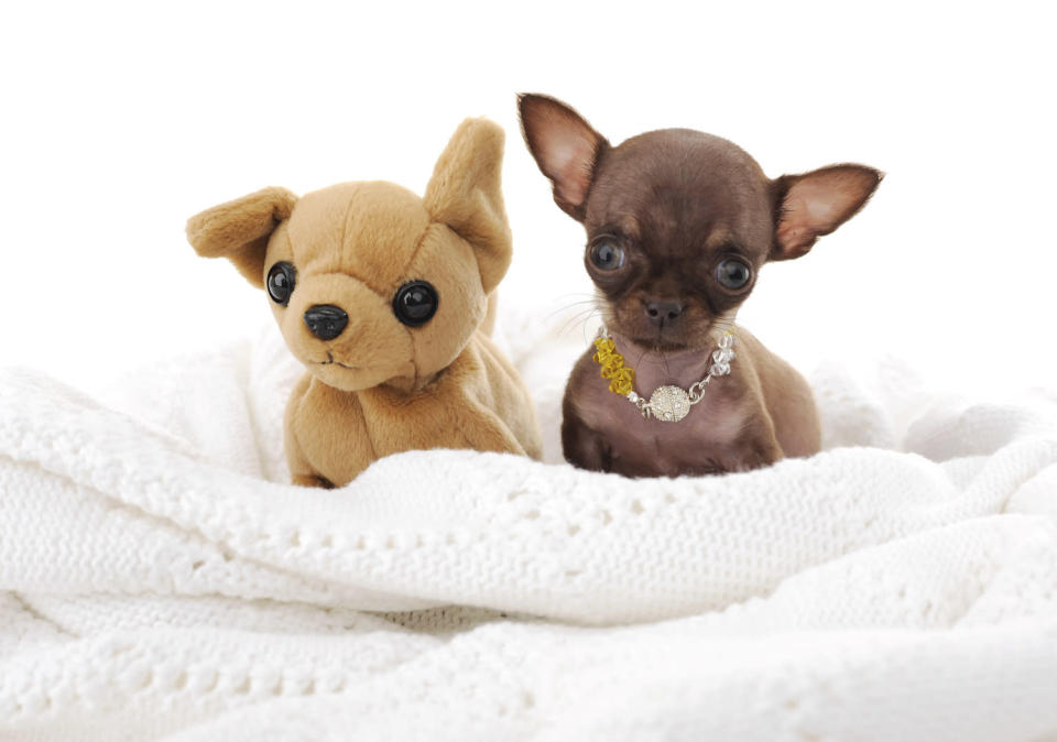 Milly poses with a stuffed-animal friend.