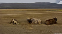 Their horns caked with mud, Cape Buffalos rest at Lake Nakuru, Kenya. Unpredictable in nature and dangerous to humans, it is counted among Africa's Big Five and answers to the monikers of Black Death or Widow Maker. Typically, it takes multiple lions to bring down a single adult Cape Buffalo.