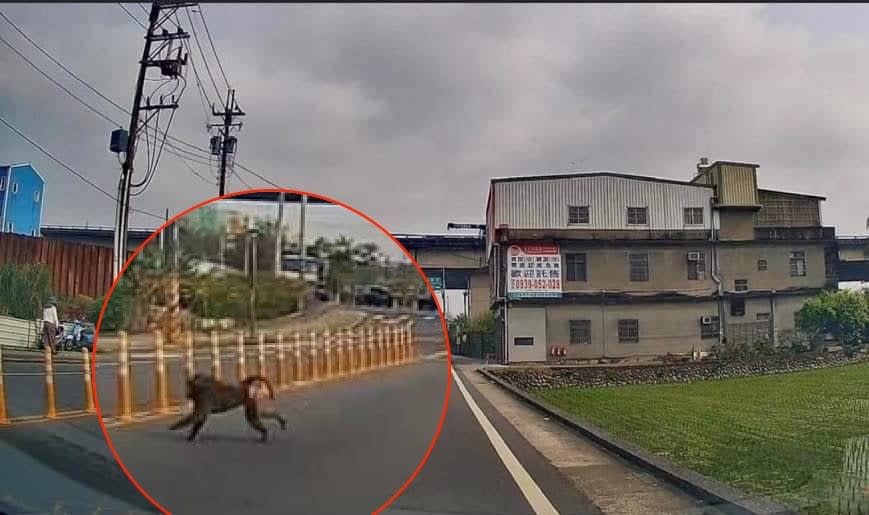 民眾直擊！狒狒「桃園長征記」現蹤新屋　被目擊「在這裡」悠哉過馬路