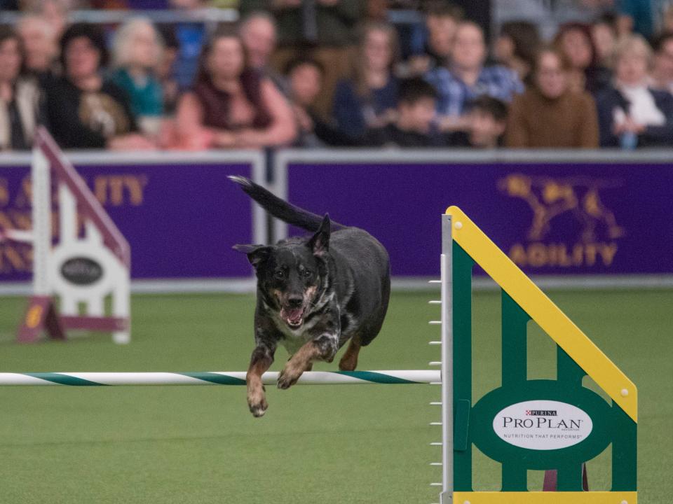 Lonnie, a female mixed breed from New Jersey, competes in the agility event.