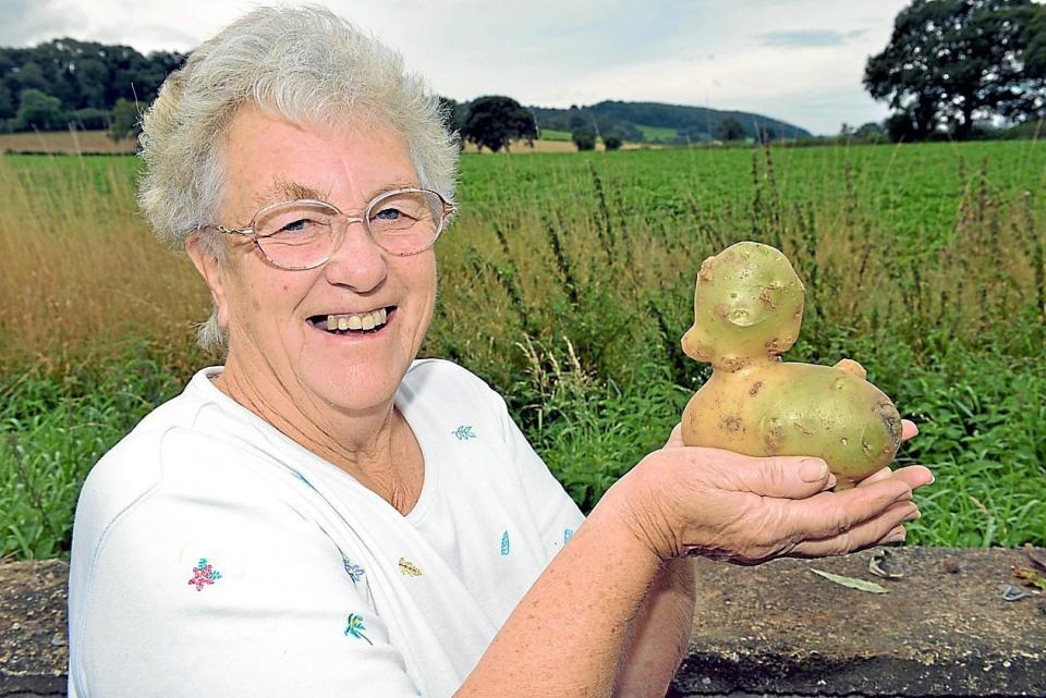 Dorothea Clinton who dug up a potato in the shape of a duck. Dorothea Clinton will be having ‘Quack-et Potato’ for dinner after digging up this funny-looking potato Sep 13, 2013. The 73-year-old, of Peaton, near Ludlow, thought it bore an uncanny resemblance to a duck, and wanted to show of the funny looking vegetable.