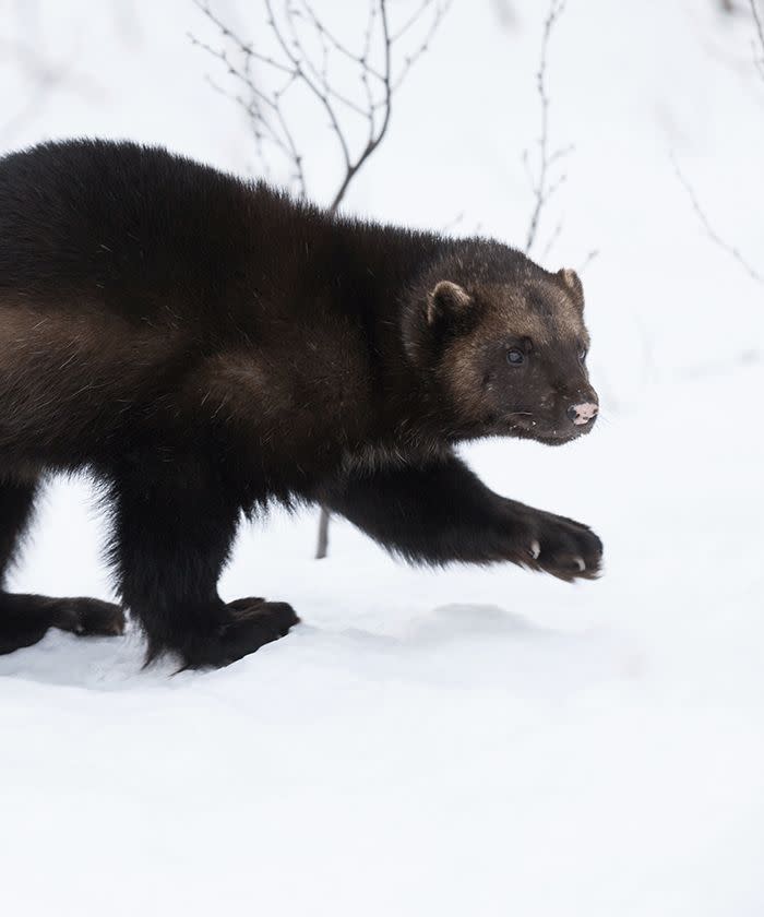 Wolverine tranquilized at New Jersey airport after chewing through cage