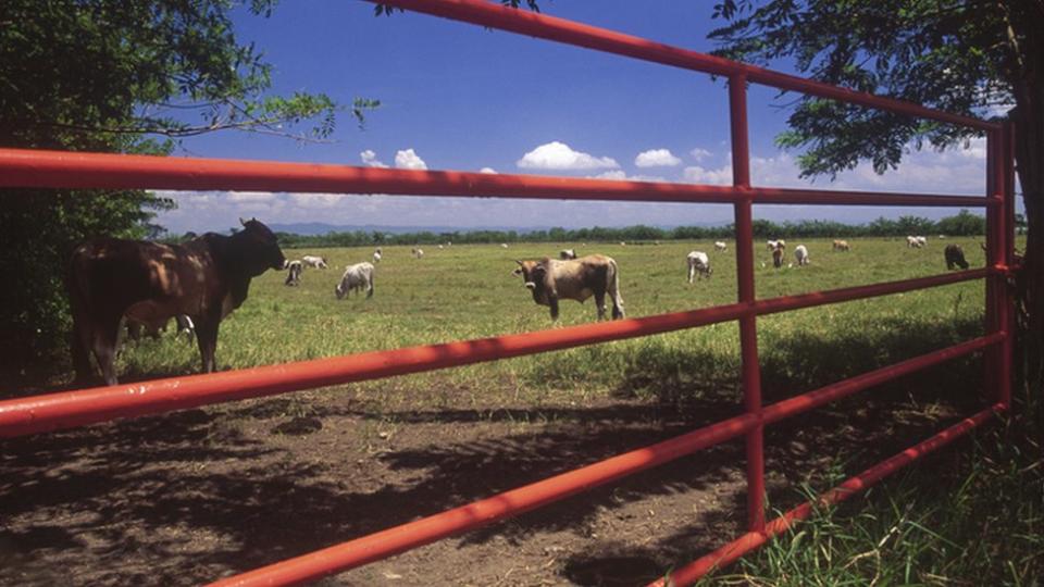 Reses en un prado de Barinas.