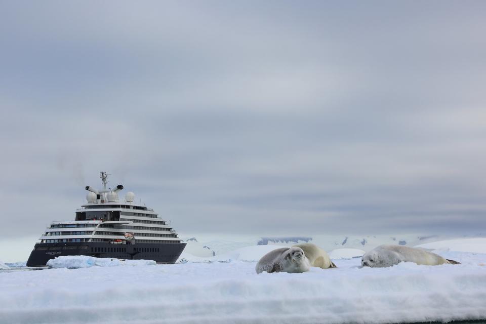 Crab-eater seals lazing on an ice floe near the Scenic Eclipse off Prospect Point, Antarctic