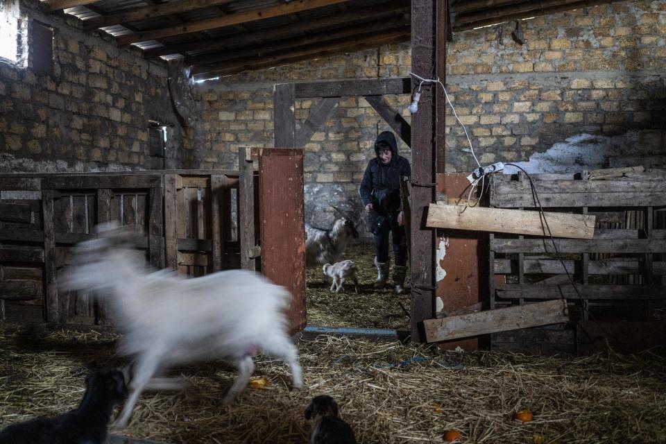 A volunteer at the Odesa animal shelter checks on a newborn goat.