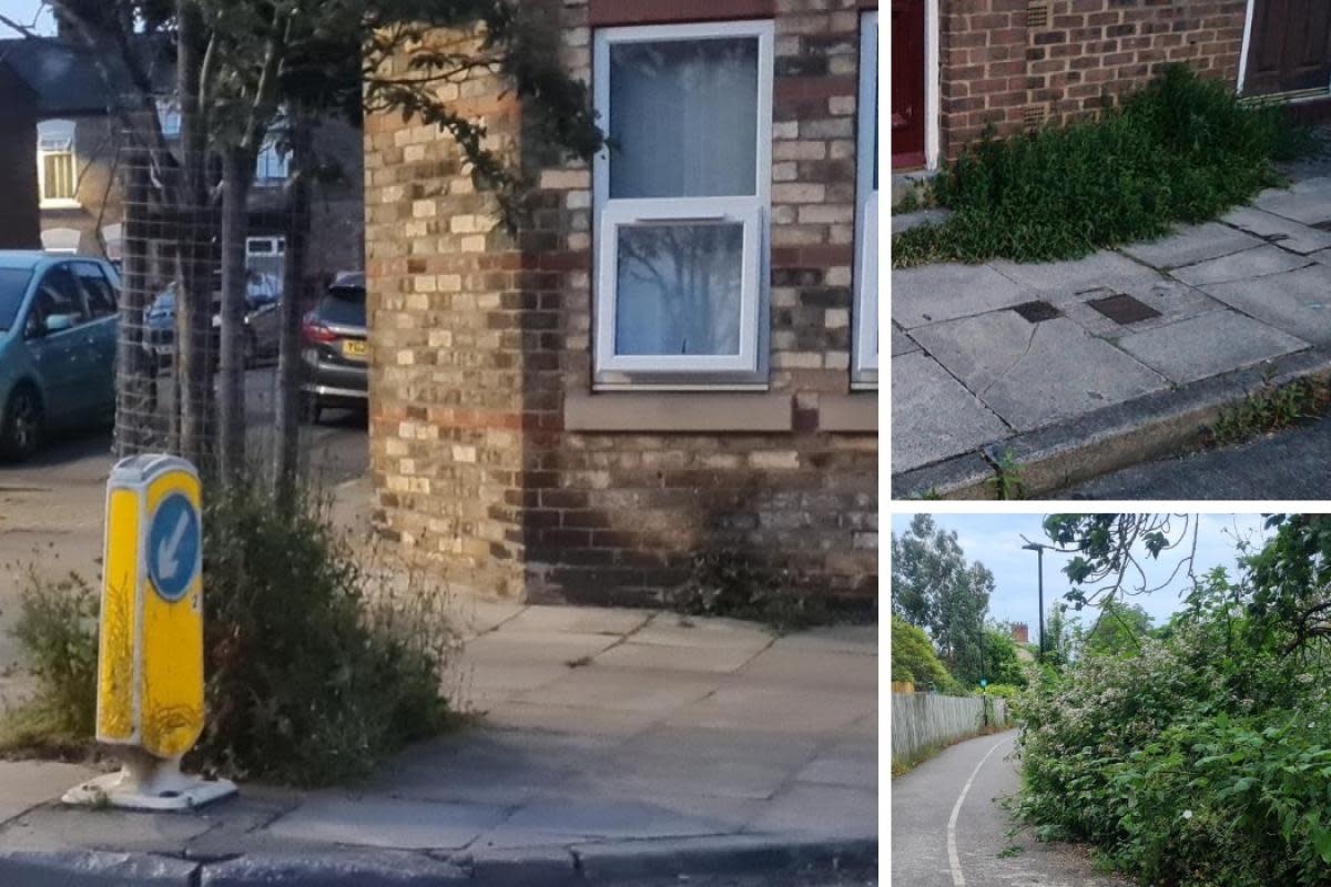Main image: weeds growing around a road sign on a street corner in the Leeman Road area. Right: weeds on a cracked pavement (top) and lining a footpath (bottom), both in the Leeman Road area <i>(Image: Keith Hughes)</i>