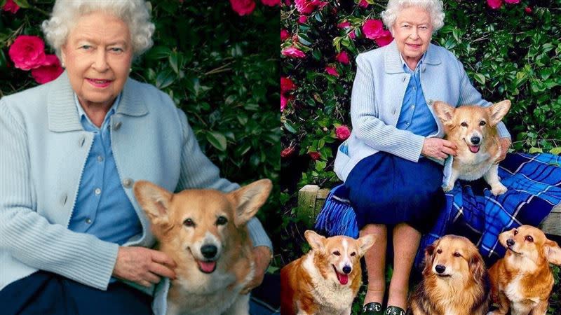 英國女王生前一直以喜愛柯基出名，共養過30餘隻柯基。（圖／翻攝自windsor.royal.family Instagram）