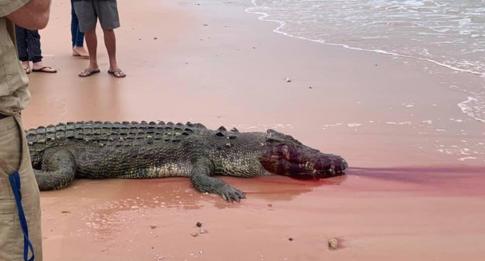Conservationists labelled the decision to euthanise the croc as ‘heavy handed’. Source: WA Crocodile Conservation and Protection Society
