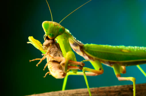 La Mantis Religiosa