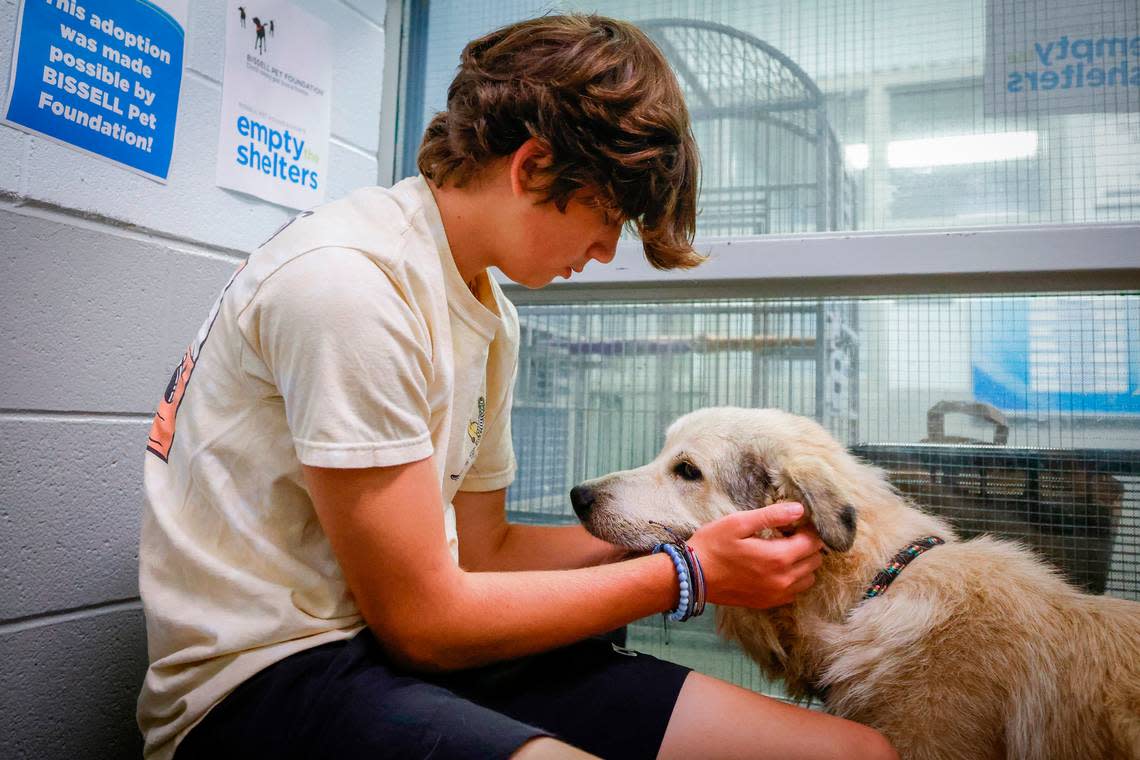 Carson Zalizniak, 14, of Wahxaw, N.C., pets Opie in a meet and greet room at the CMPD Animal Care and Control shelter in Charlotte, N.C., Friday, July 22, 2022. The Zalizniak family decided to foster Opie which will help create kennel space at the shelter.