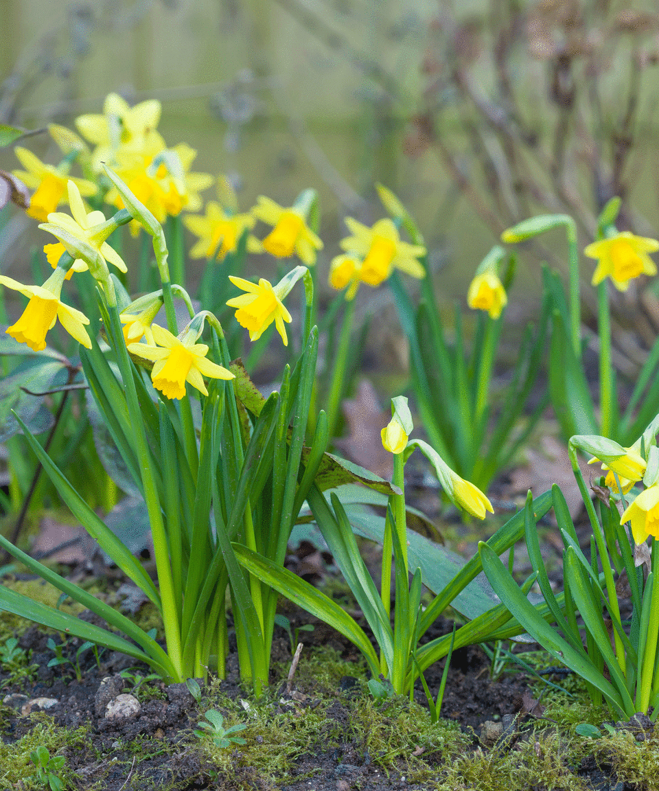 daffodils