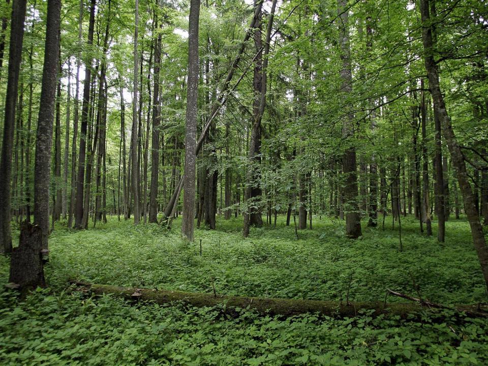 The fight to save Poland’s Bialowieza Forest from destruction