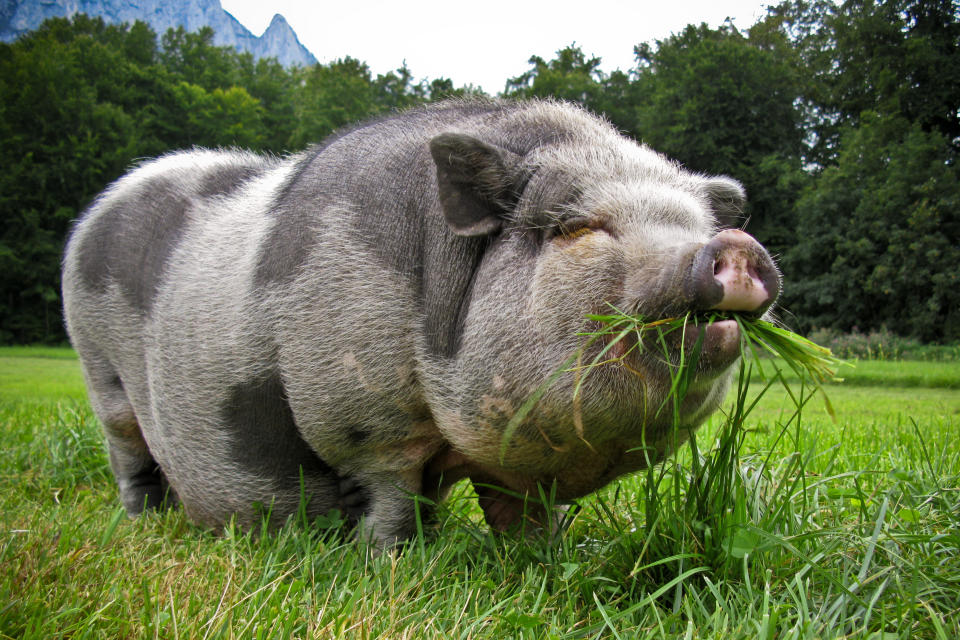 Happy pig eating gras