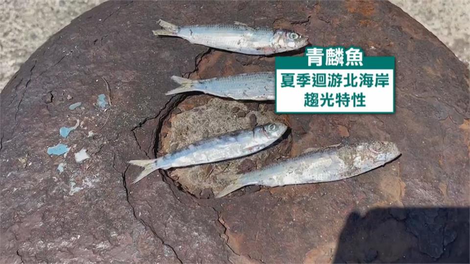 和平島青鱗魚群「暴動」！　夏天限定壯觀景象