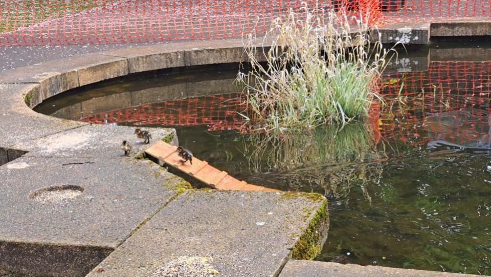 Swindon Advertiser: A ramp has been installed to help the ducklings in and out of the water.