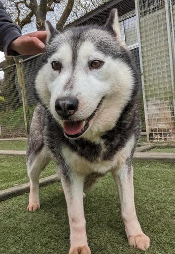 South Wales Argus: Dancer, female, seven years old, Husky. Dancer ihas a pretty laid back personality. She came to us from a breeder. She will need a home with another kind resident dog. Dancer is looking for an active home to meet her enrichment and exercise needs. She