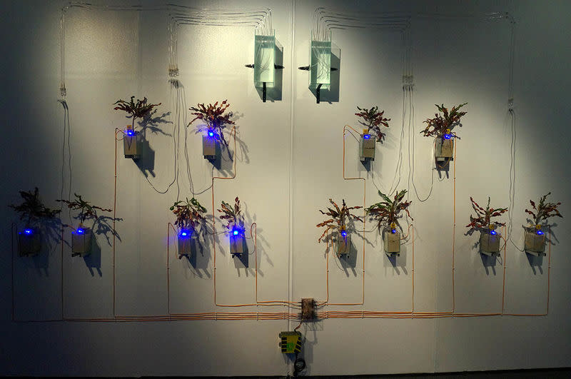 A project at Lifepatch combining art with science. Photo: Lifepatch