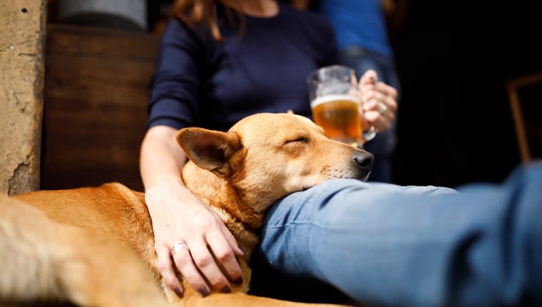 Shelter Dog Shows Signs of Alcohol Withdrawal