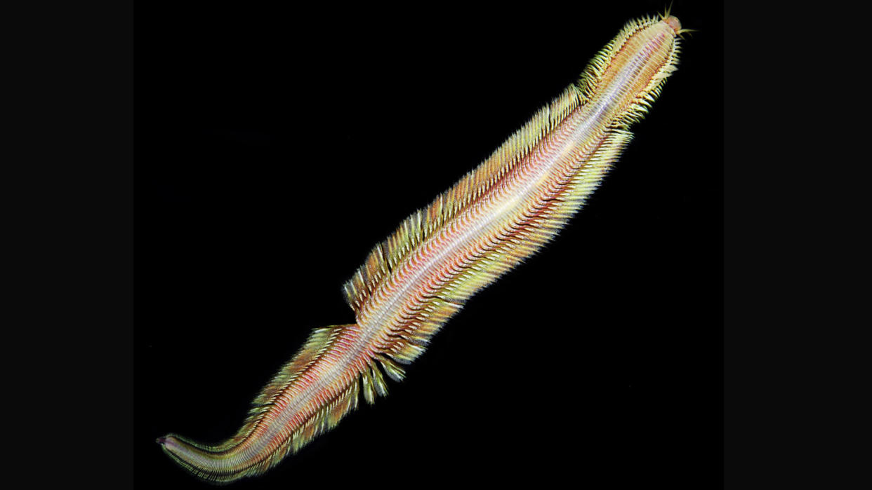  Image of a male Pectinereis strickrotti worm against a black background. 