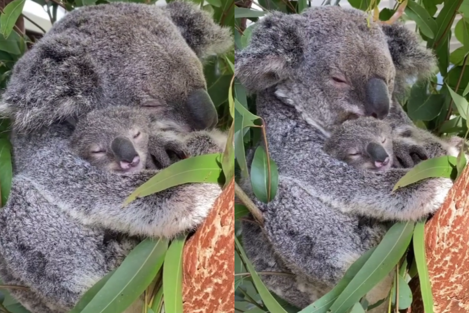 <p>無尾熊媽媽在樹上一臉懶洋洋的抱寶寶，看著看著要一起睡著了！（圖／Instagram＠reneehowell18）</p> 