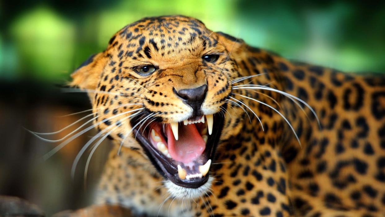 File photo of a jaguar (Photo: Getty Images)