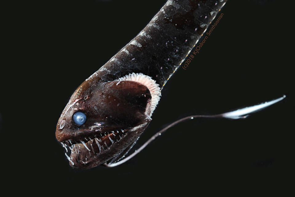 The ultra-black Pacific blackdragon (Idiacanthus antrostomus), among the deep-sea fish found to have a unique arrangement of pigment-packed granules that enables them to absorb nearly all of the light that hits their skin so that as little as 0.05% of that light is reflected back, is seen in this image released in Washington, July 16, 2020.  / Credit: KAREN OSBORN/SMITHSONIAN