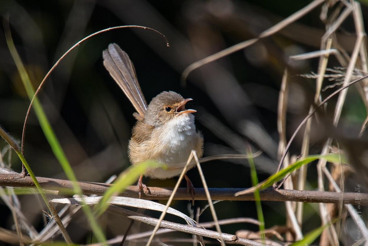 <span class="caption">Female song is common among fairywrens, like this red-backed fairywren.</span> <span class="attribution"><a class="link " href="https://flic.kr/p/XqFbHC" rel="nofollow noopener" target="_blank" data-ylk="slk:Paul Balfe/Flickr;elm:context_link;itc:0;sec:content-canvas">Paul Balfe/Flickr</a>, <a class="link " href="http://creativecommons.org/licenses/by/4.0/" rel="nofollow noopener" target="_blank" data-ylk="slk:CC BY;elm:context_link;itc:0;sec:content-canvas">CC BY</a></span>