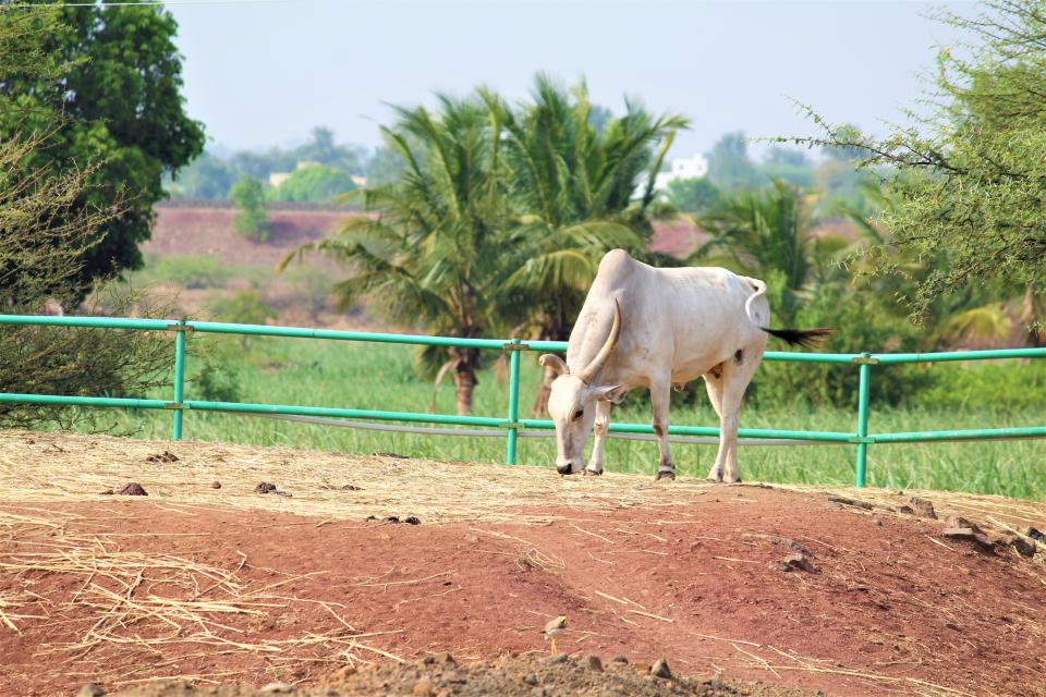 Simon the bull