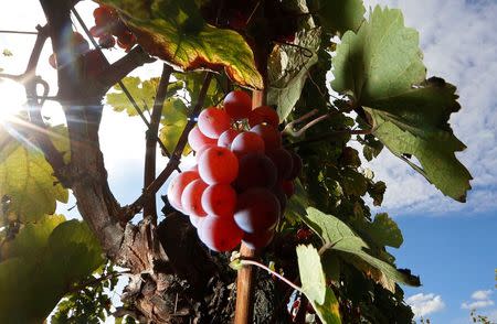 Bunches of grapes hang from the vine in a vineyard in Alsace, before their harvest in Orschwihr, France, in this September 26, 2015 file photo. REUTERS/Jacky Naegelen/Files