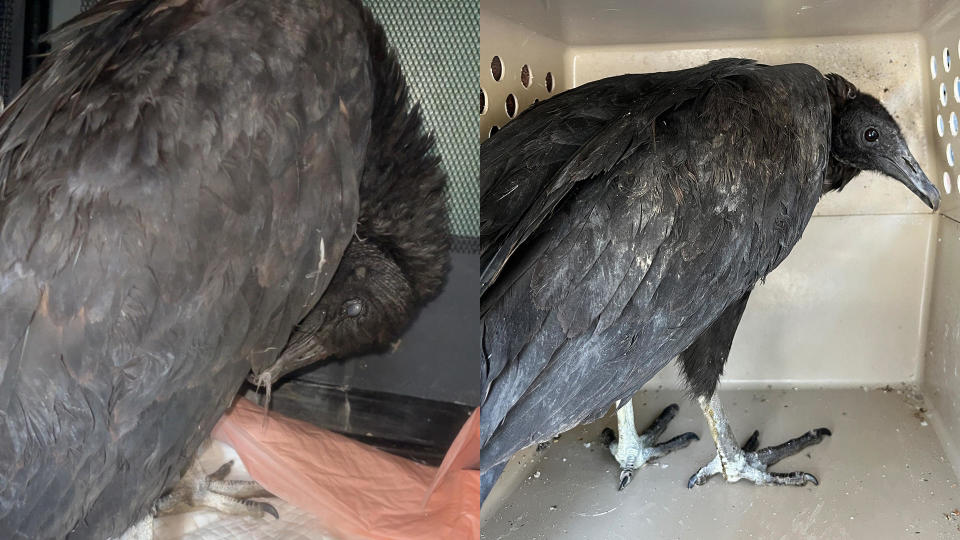 Animal rescuers say a pair of vultures got too drunk to fly.  / Credit: A Place Called Hope
