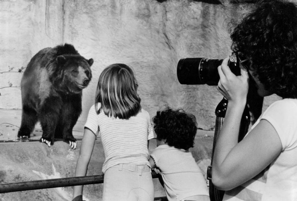 A Sacramento Zoo visitor photographs a bear on exhibit in March 1979 as part of a contest to illustrate the zoological society’s 1980 calendar. Bruno, zoo’s last grizzly bear, died in 1995 at age 35.