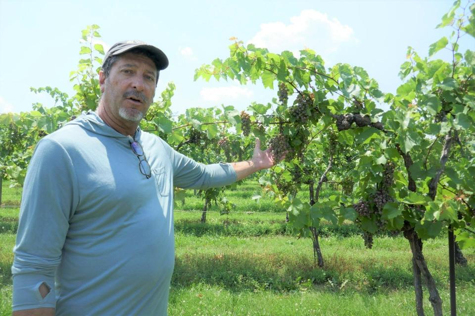 Buckingham Valley Vineyard Foreman Mark Hart shows wine-making grapes ripening at the 20-acre vineyard and winery off Route 413 in Buckingham.