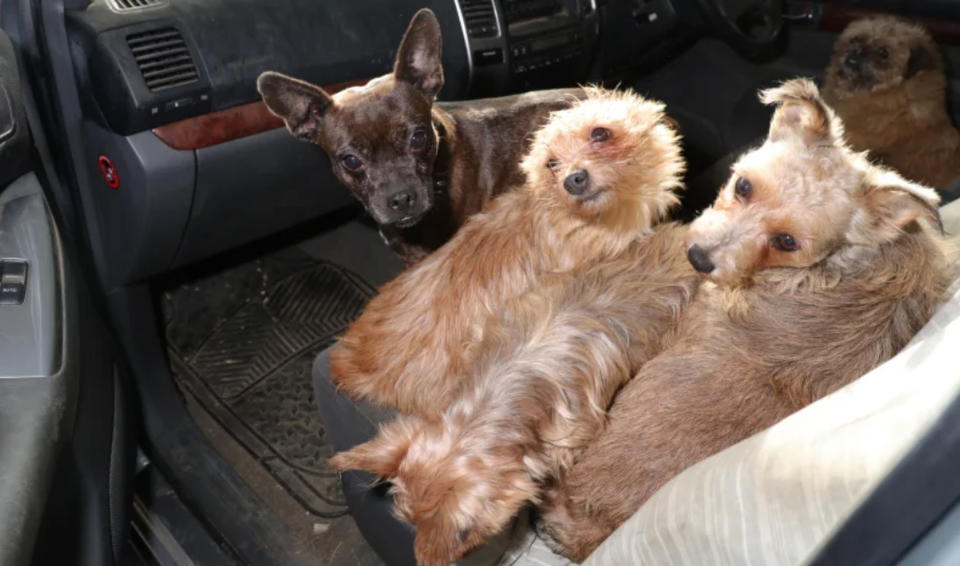 A total of 22 dogs have been reunited with their owners so far. (Y Byd ar Bedwar/Wales News Service)