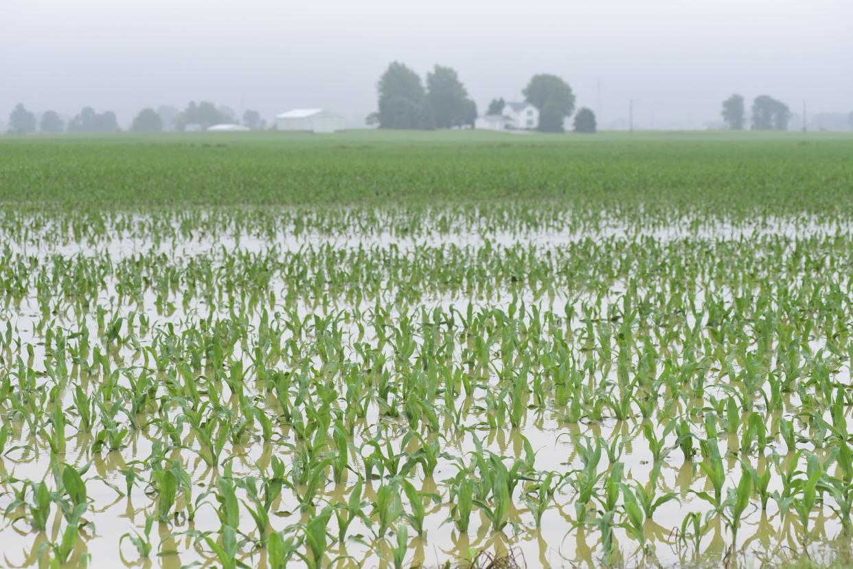 A field of Ohio corn sits flooded in 2019 after a spring of endless rain.