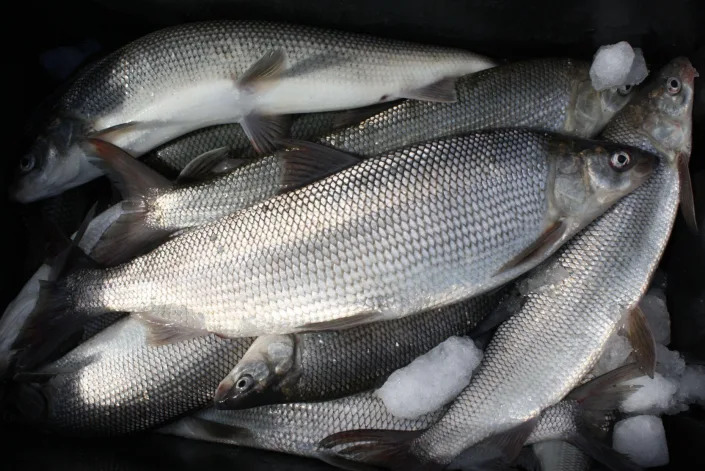 Whitefish haul from the Great Lakes.