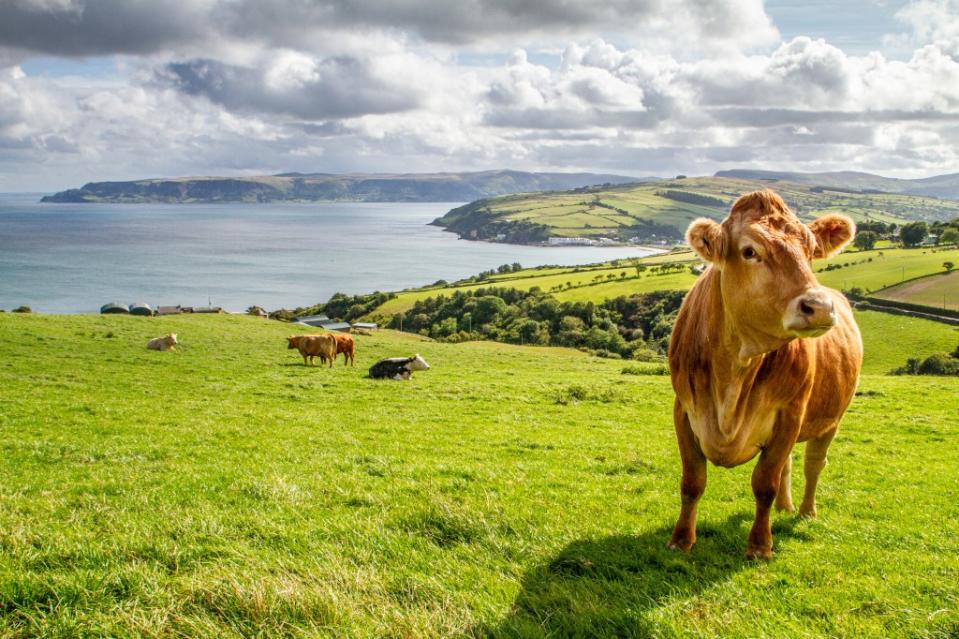 Ireland goes from metropolis to farmland in the blink of an eye. Fabiano – stock.adobe.com