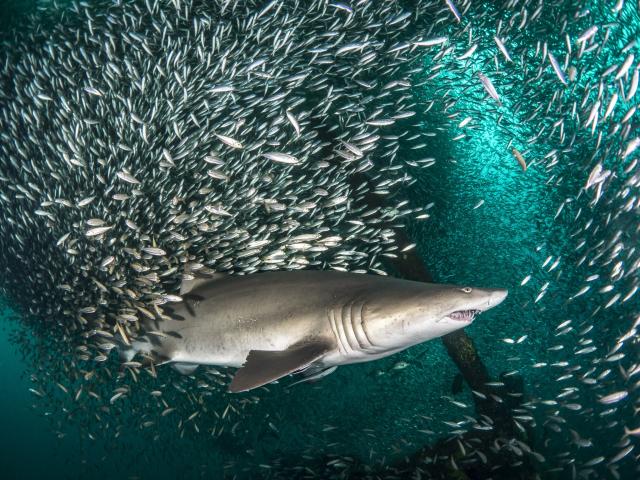 Have You Seen This? Real life fish tornado puts Sharknado to shame