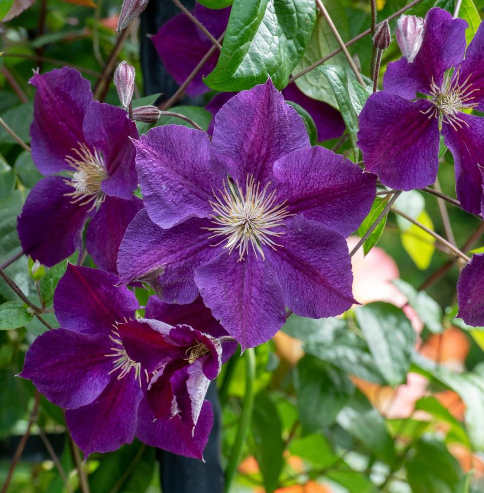  Purple patch:  ‘Etoile Violette’ is the classic clematis viticella