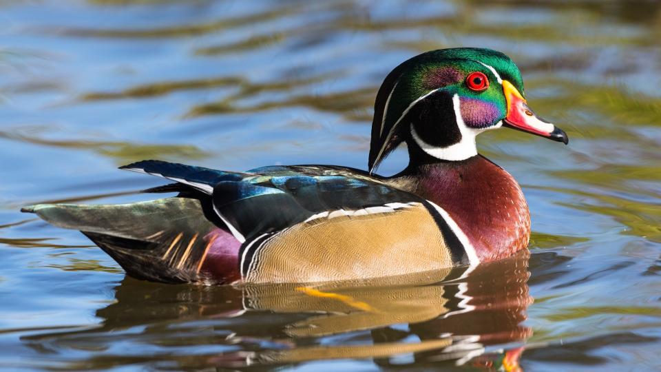 Wood duck