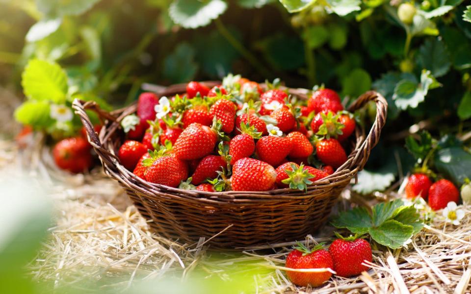 Das Beste am Juni: Erdbeeren direkt vom Feld naschen, wenn Sie sich beim Bauern selbst die süßen Früchte pflücken können. Nun hat die Erdbeere Hochsaison - decken Sie sich also noch mal richtig ein und verarbeiten Sie die Früchte zu leckerer Marmelade oder einem saftigen Erdbeerkuchen. (Bild: iStock / FamVeld)