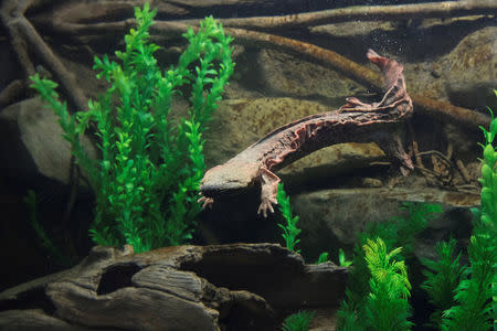 An Eastern Hellbender salamander swims in its enclosure at the Bronx Zoo in New York, U.S., April 18, 2017. Picture taken April 18, 2017. Julie Larsen Maher/Handout via Reuters