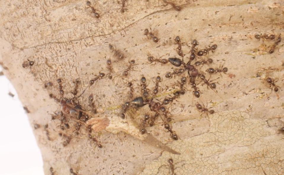 Big-headed ants kill native <em>Crematogaster spp</em> ants and eat their eggs, larvae, and pupae. Unlike <em>Crematogaster spp,</em> however, big-headed ants live underground, and do not defend trees against elephants and other herbivores. <em>Credit: Patrick Milligan</em>