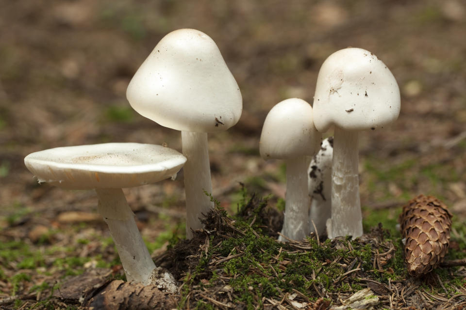 strongly poisonous toadstool (Amanita virosa) in forest