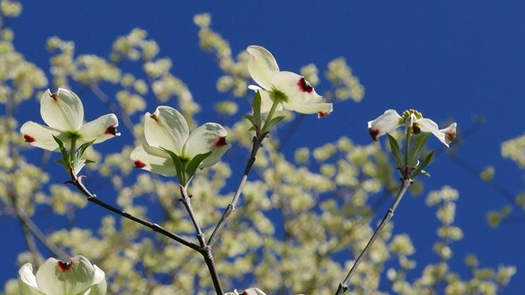 Flowering dogwood features distinctive large white flowers.