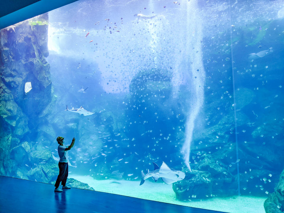 Xpark水族館共有13區，將地球上各水域生態用擄獲人心的手法呈現。   圖：謝佳真／攝